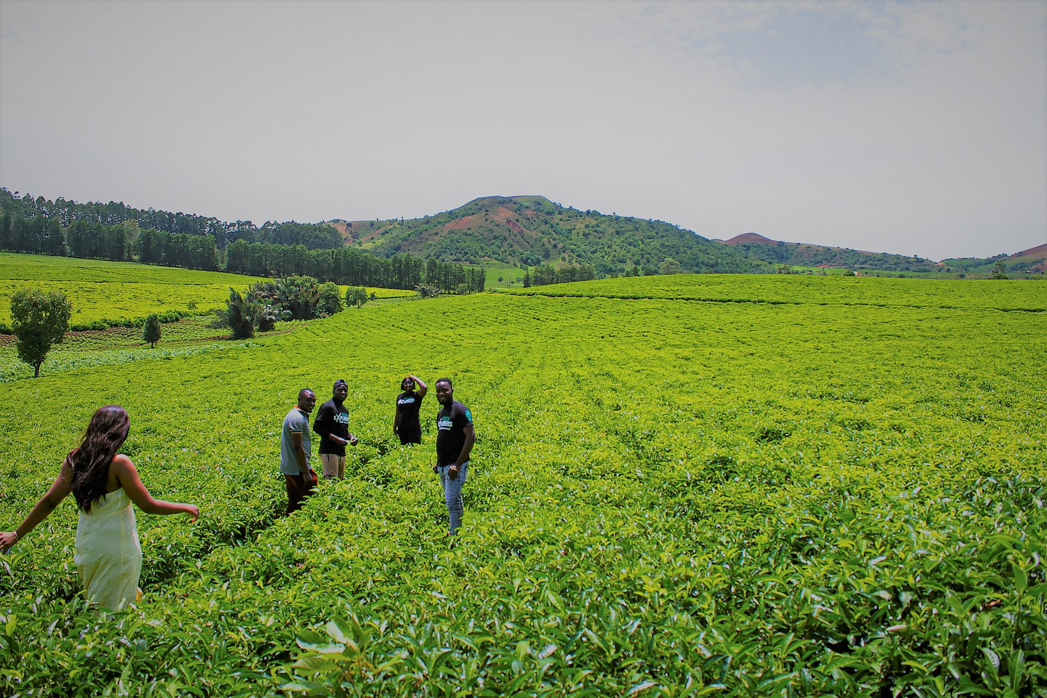 Highland Tea plantation Amazing Places to Visit in Nigeria